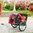 Rimorchio bici per trasporto cani trasportino passeggino portacane