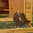 Recinto galline pollaio in legno quaglie anatre nido per deposizione uova